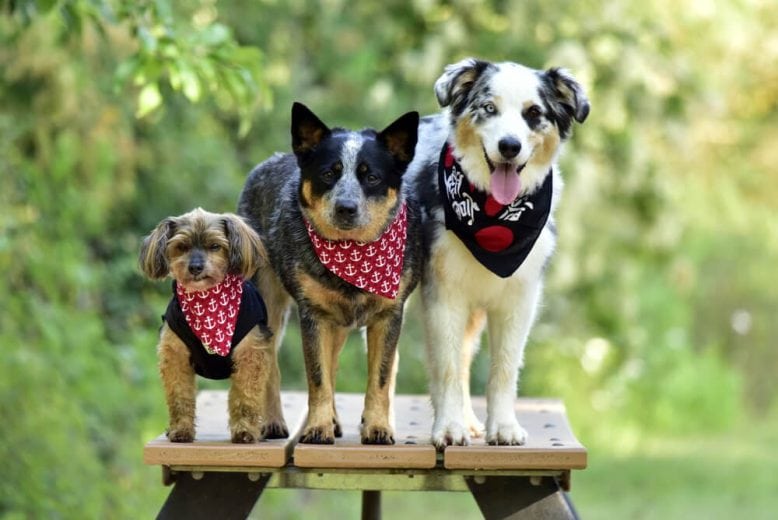 Three adorable dogs of various sizes and breeds wearing scarves, covered by pet insurance - Cheap Pet Insurance in California