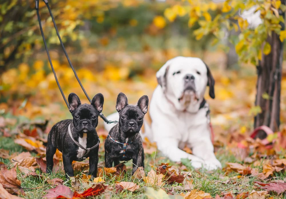 Saint Bernard dog and two black french bulldog puppies are on maple leaves in autumn - Cheap Pet Insurance in California 